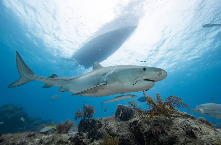 Tiger Beach with Epic Diving